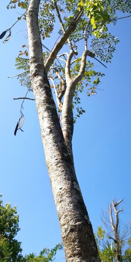 Oroxylum indiano 18