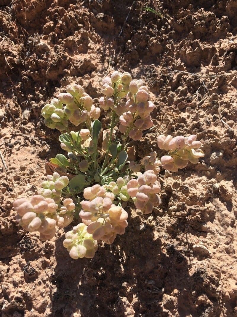 Physaria