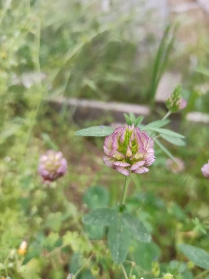 Trèfle à grandes fleurs 3
