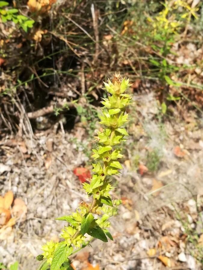 Berg-Gottesgnadenkraut 10