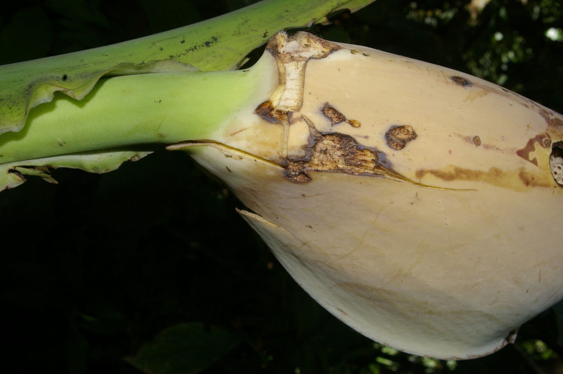 Monstera 6