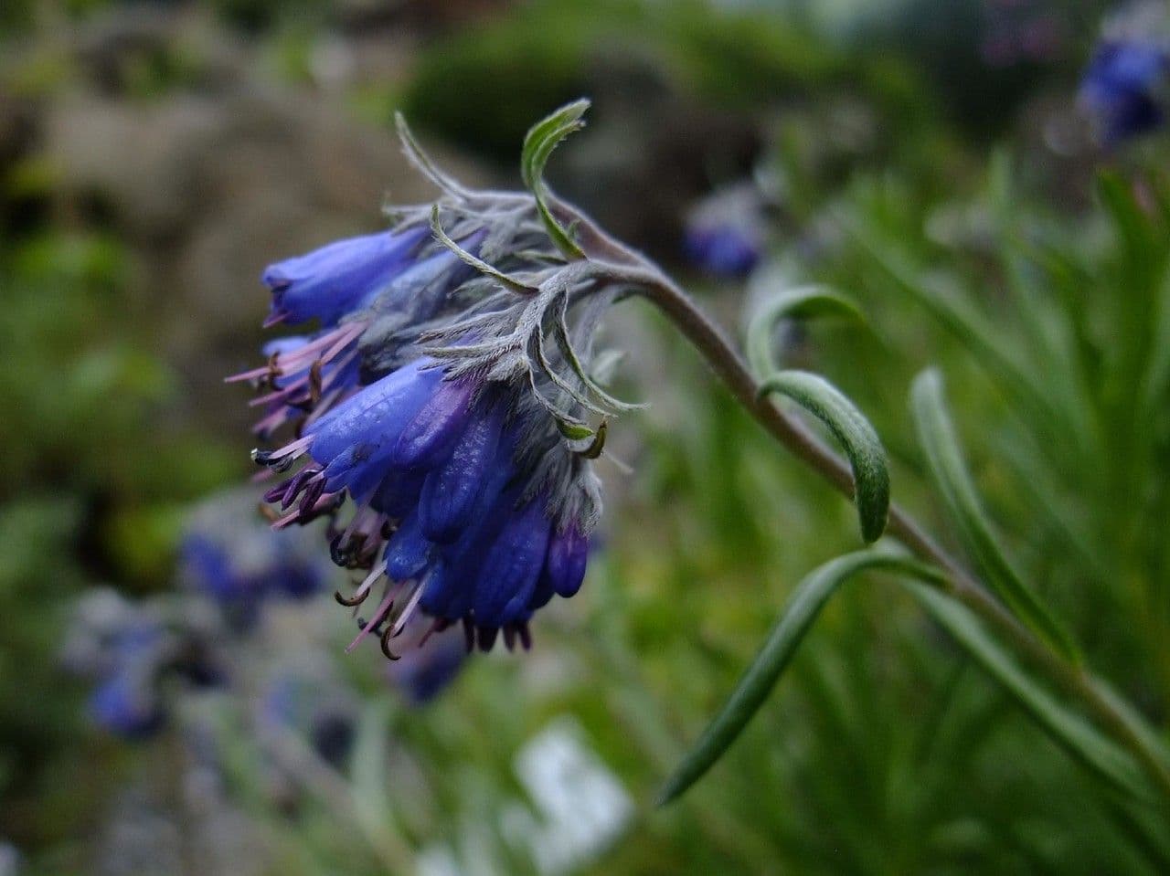 Moltkia 2