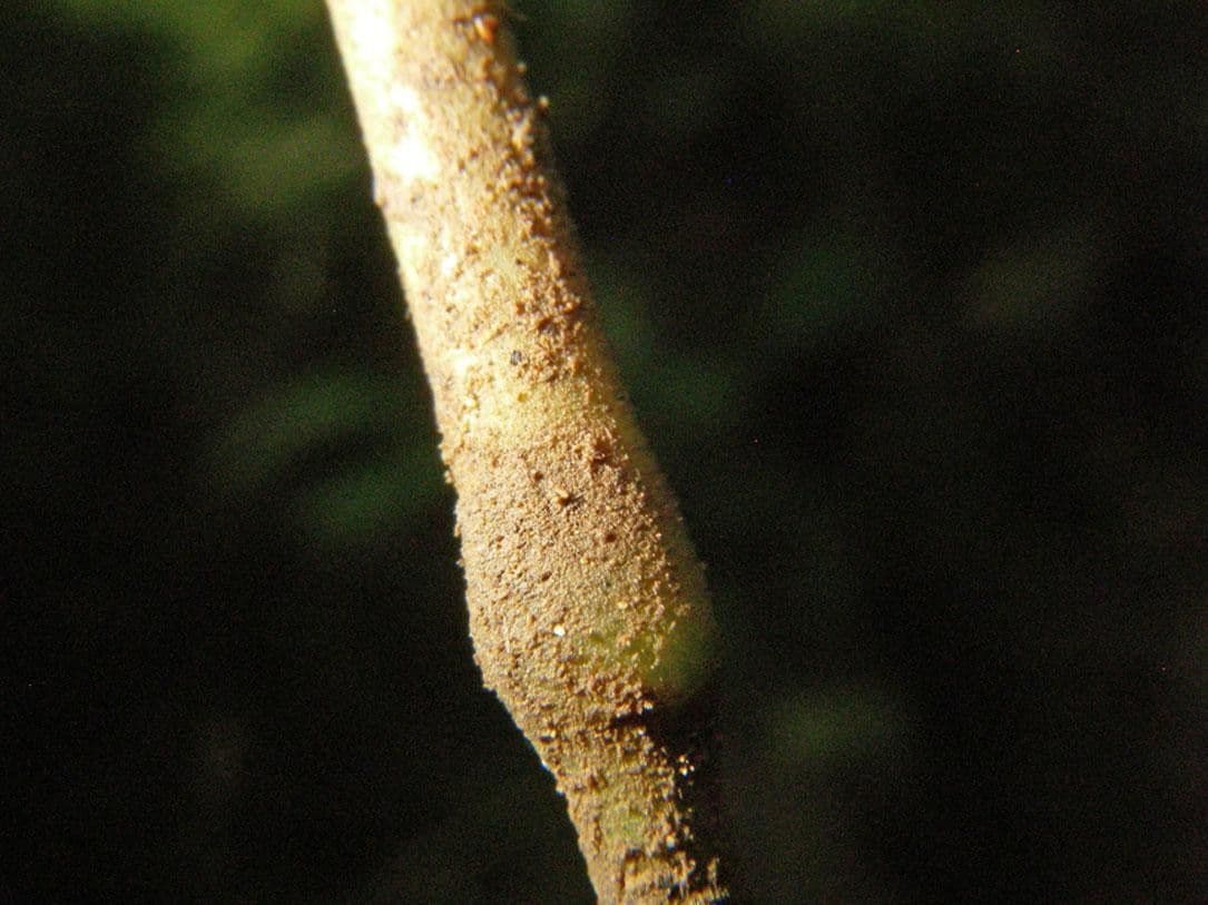Ocellochloa stolonifera 8