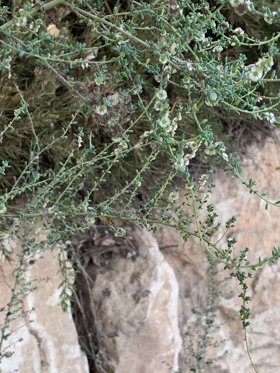 Maireana brevifolia 3