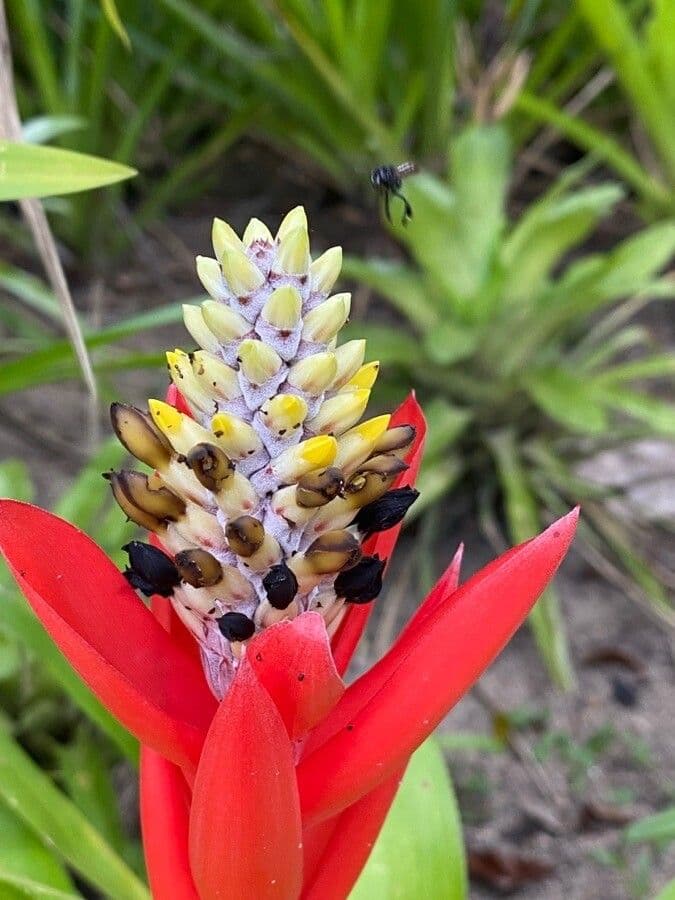 Bromelia di Lamarche 3