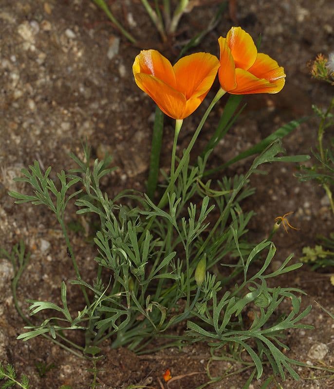 Papavero di Lemmon 8