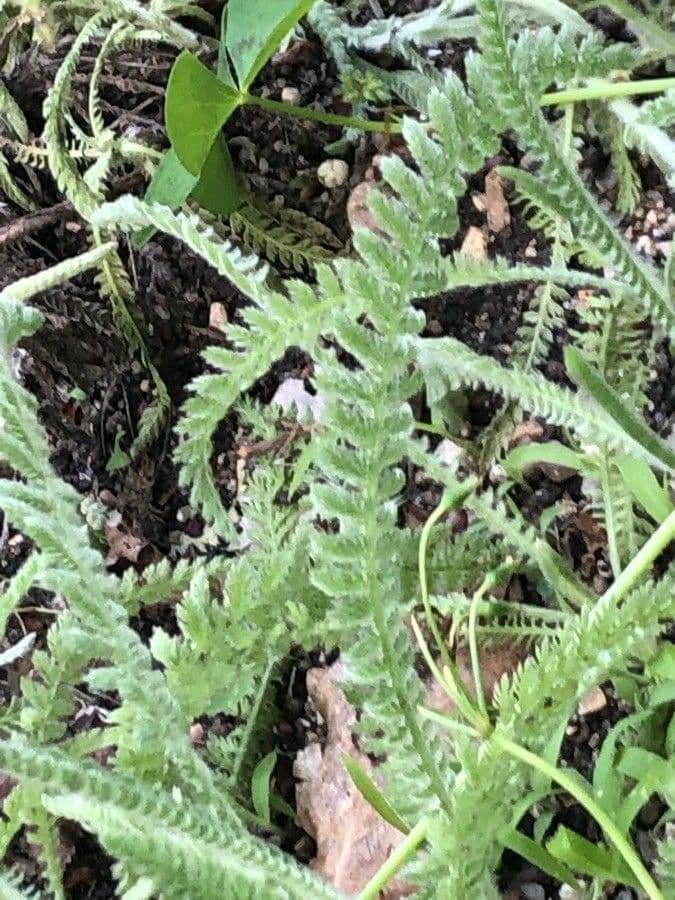 Achillea compatta 8