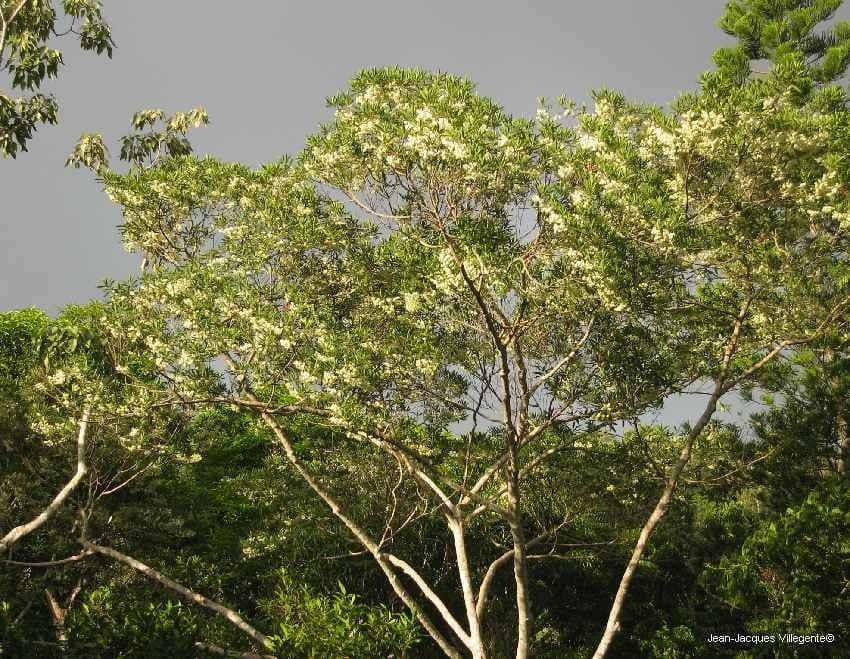 Elaeocarpus wąskolistny 10