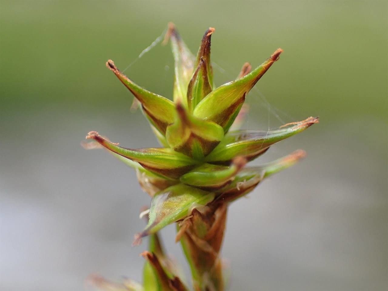 Carice stellata 4