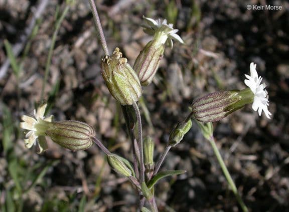 Silene 6