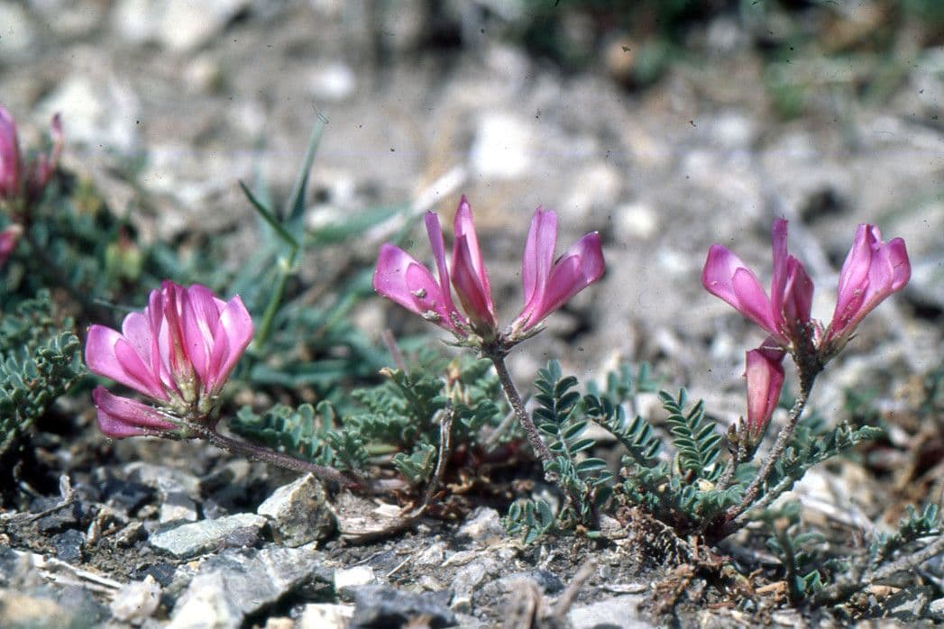 Astragalo austriaco 14