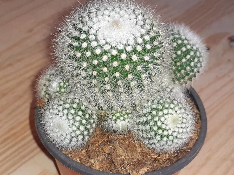Parodia