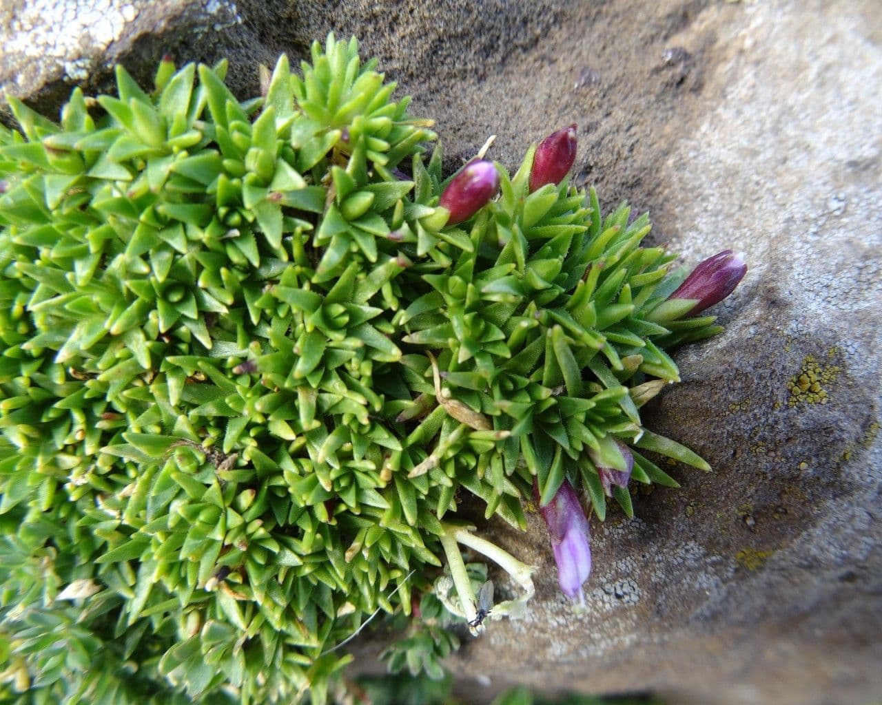 Silene a cuscinetto 22