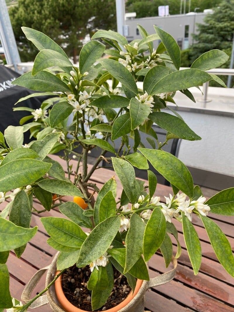 Kummerquats 12