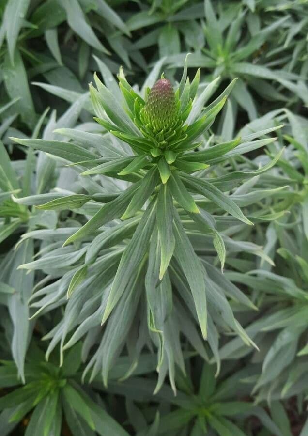 Echium di Madeira 13