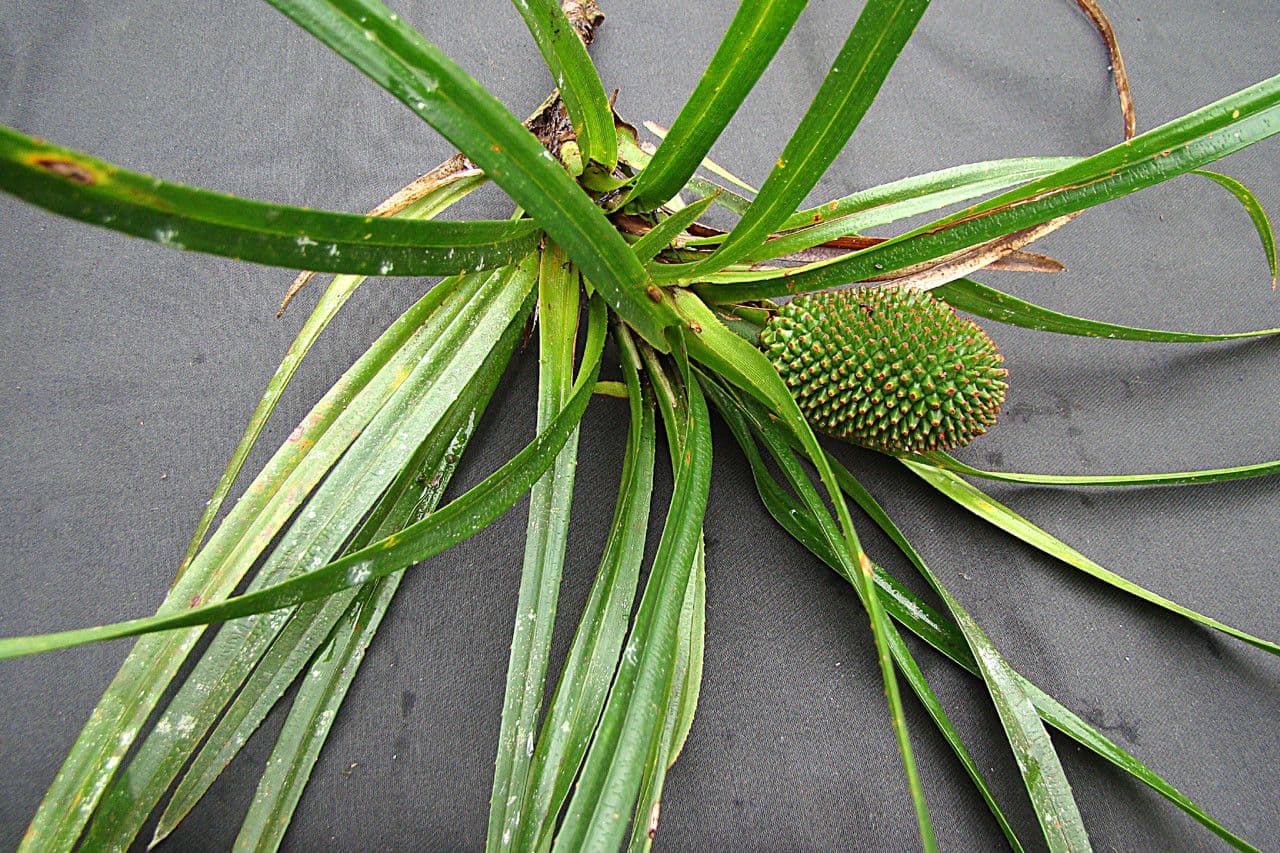 Freycinetia 6