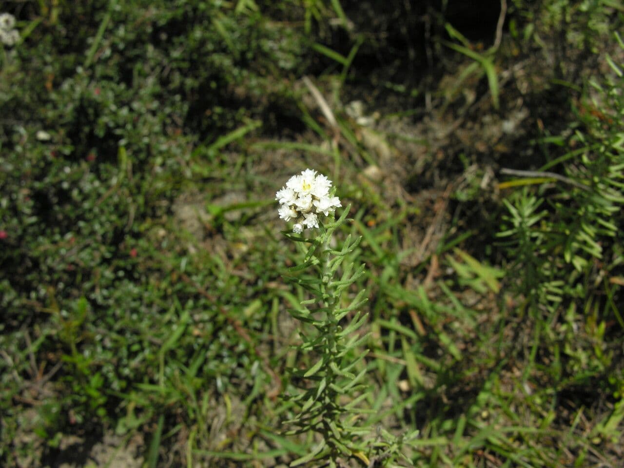 Anaphalis contorta 10
