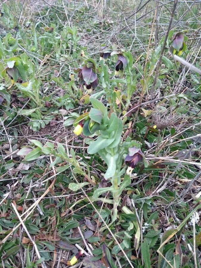 Cerinthe maggiore 13