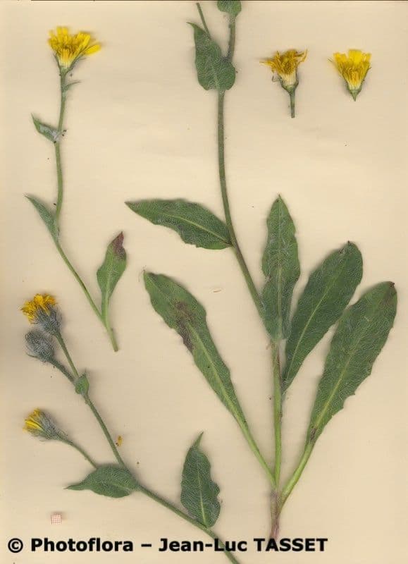 Hieracium 3