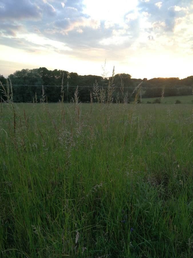 Bromus squarrosus 20