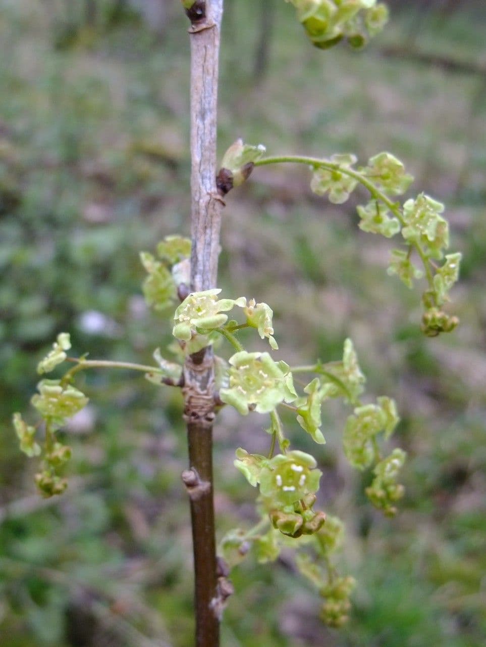 Ríbezľa červená 26