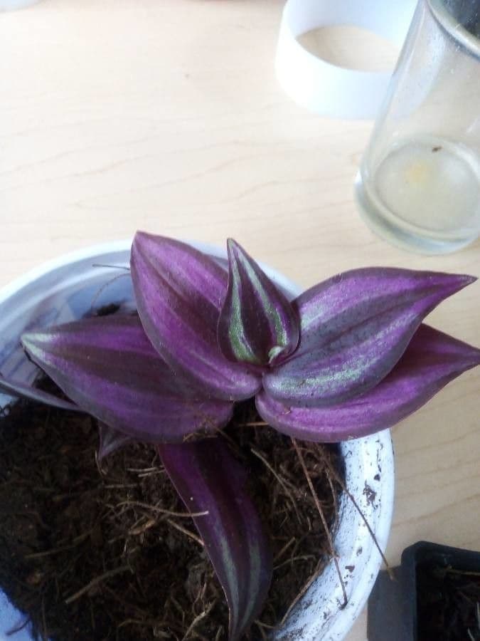 Tradescantia 28