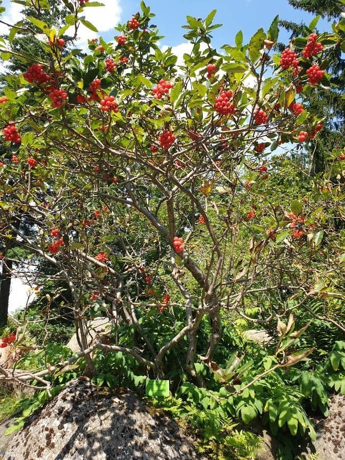Cotonéaster alpin 11