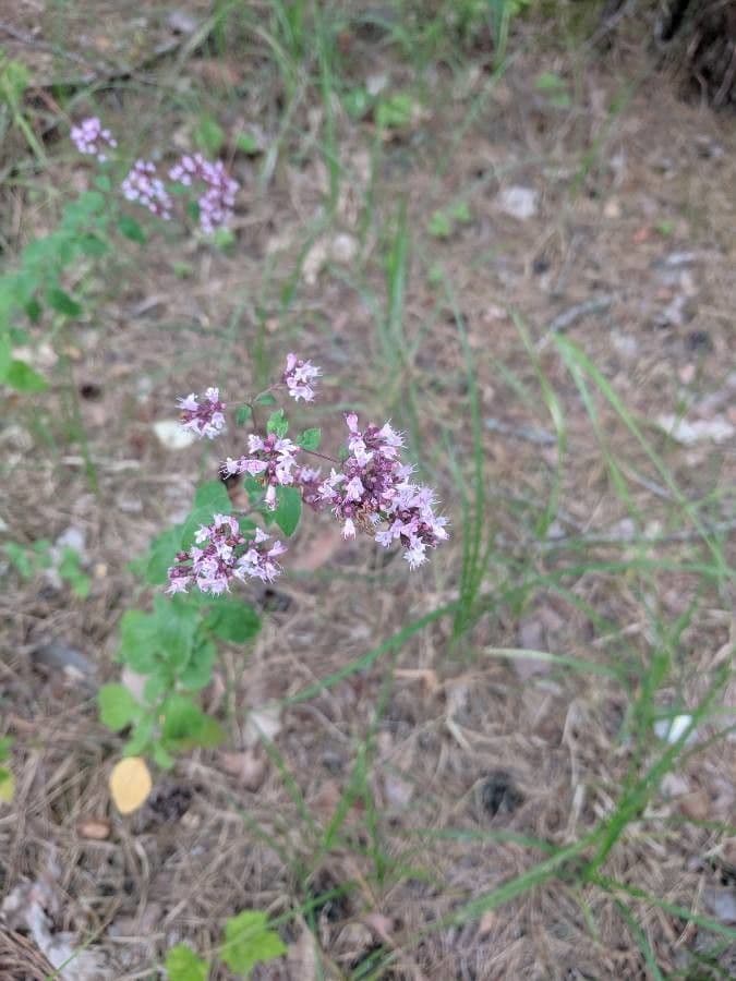 Oregano 27
