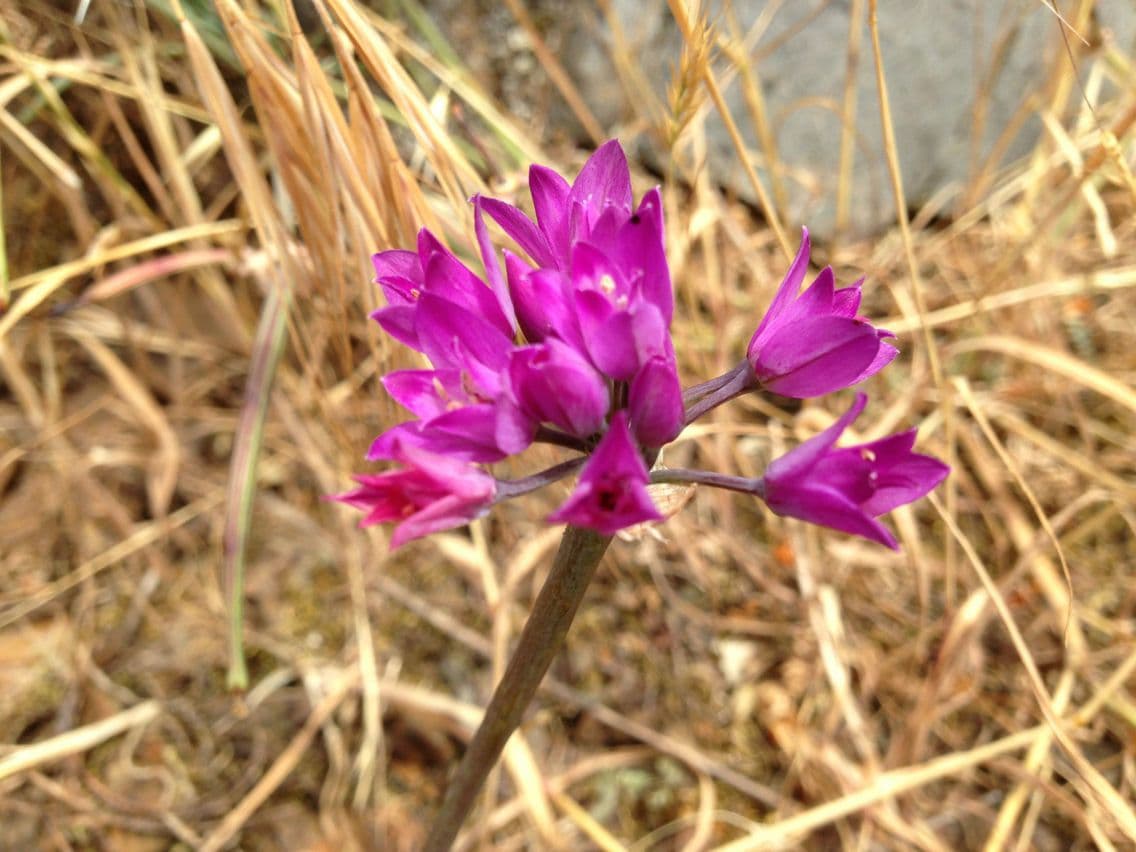 Cipolla costiera