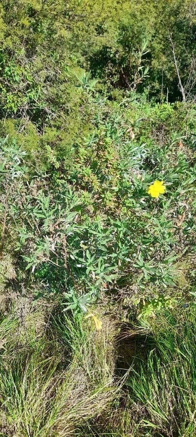 Onagre à fleurs longues 11