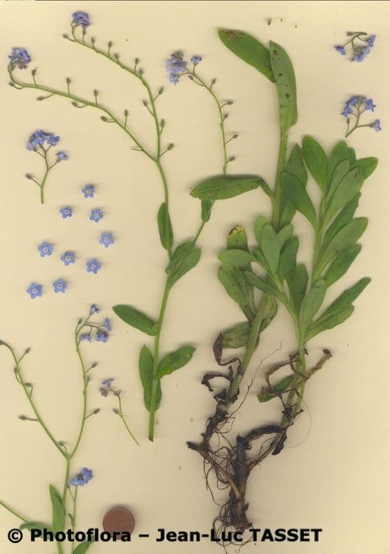 Myosotis décombant 9
