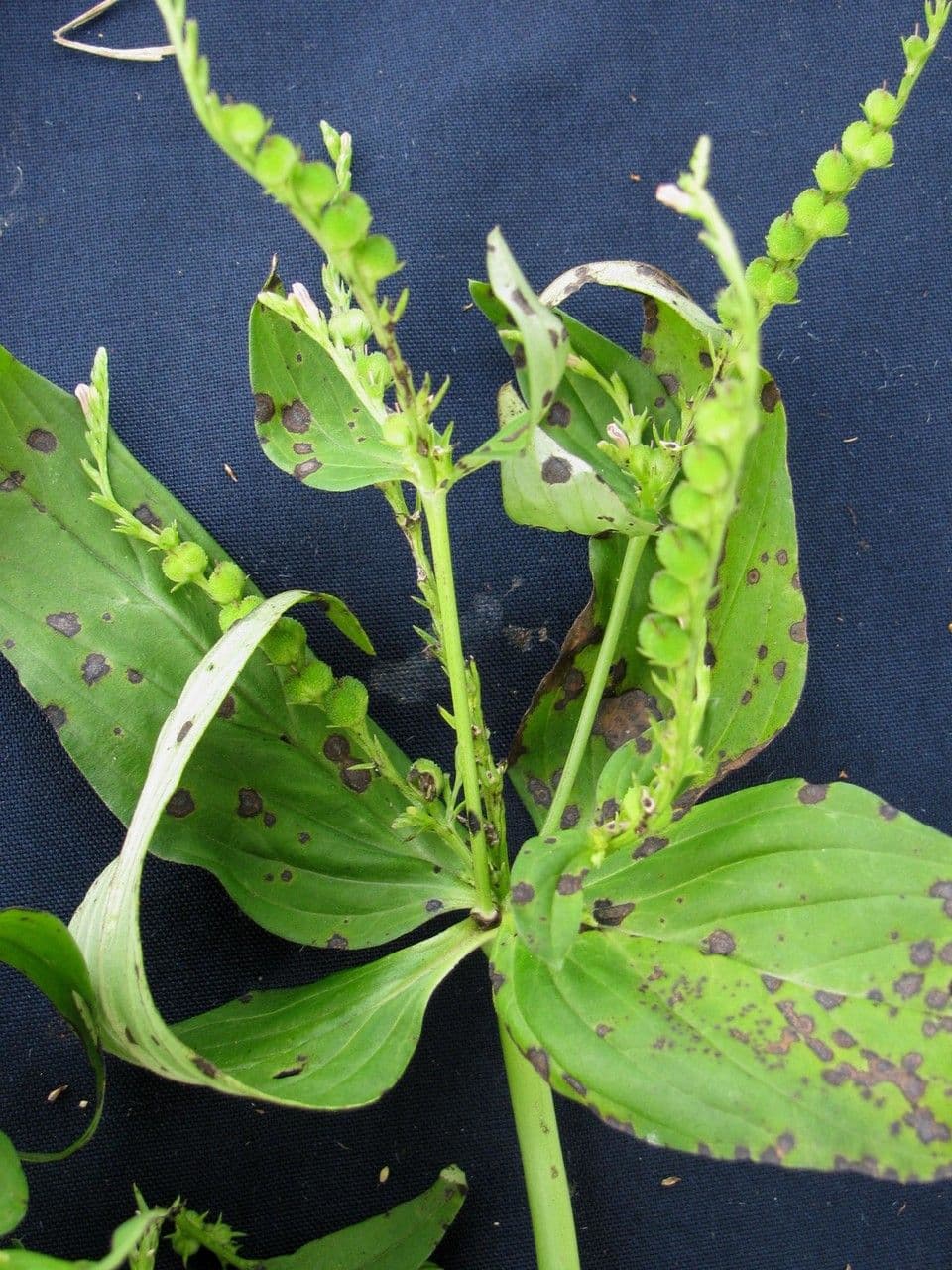 Spigelia 21
