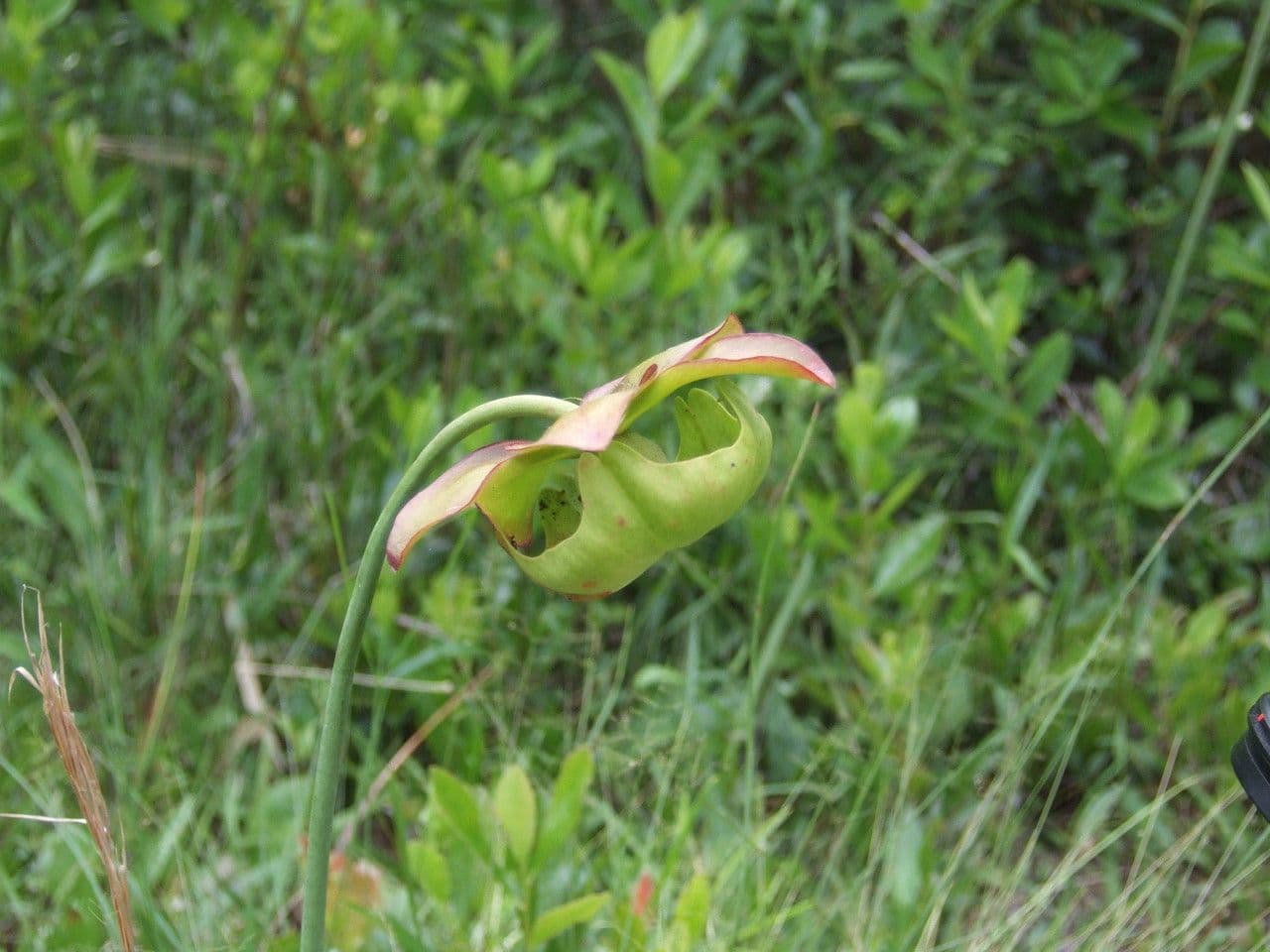 Rote Schlauchpflanze 2