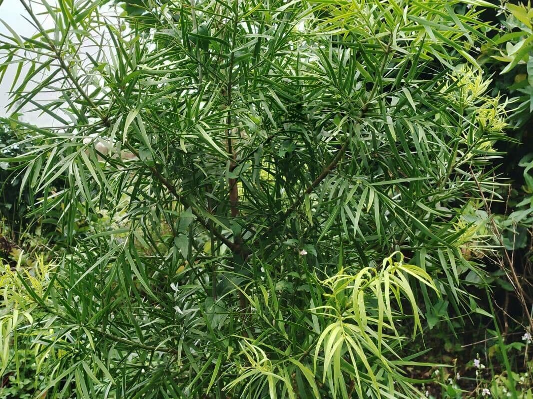 Afrocarpus 13
