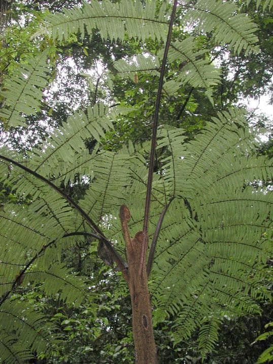 Alsophila 4