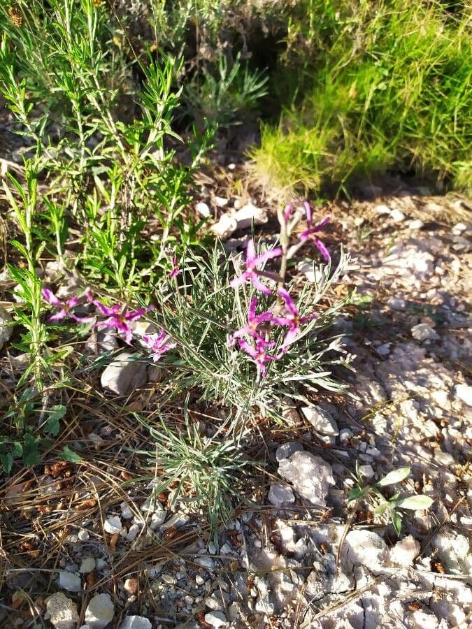 Violaciocca fruticulosa 13