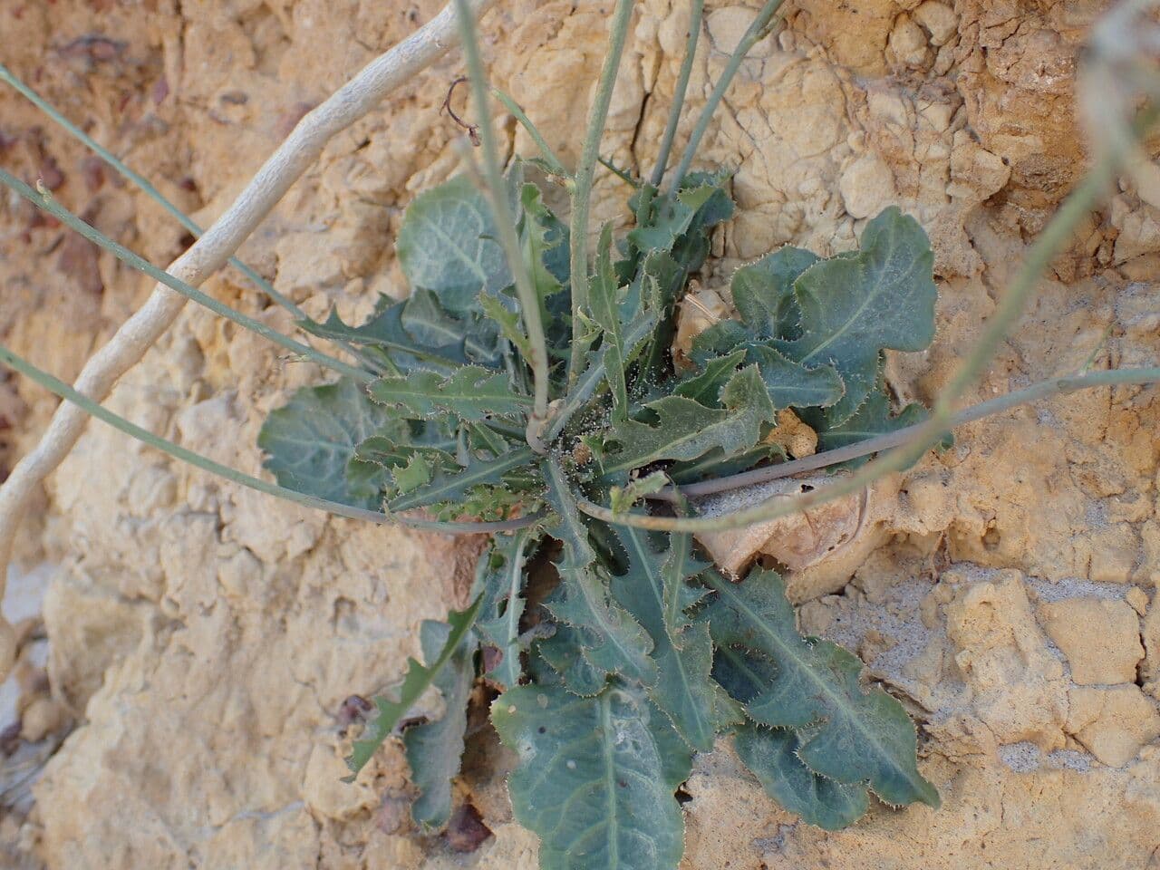 Lactuca indická 6