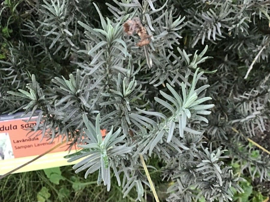 Lavanda