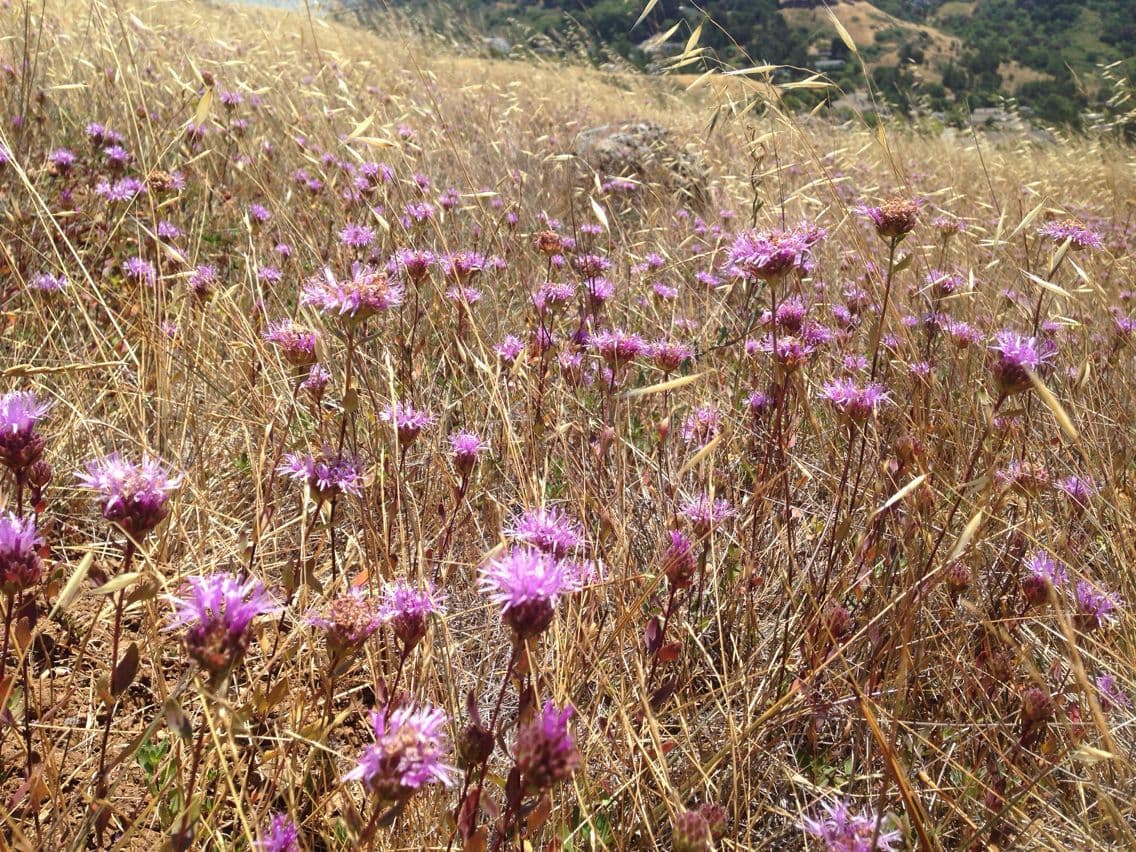 Monardella purpurea 9