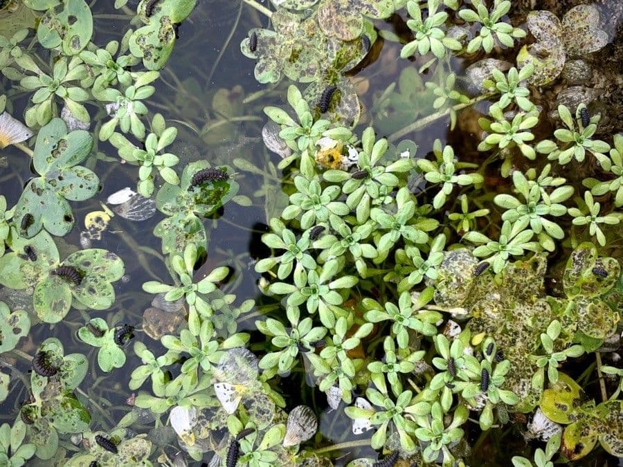 Callitriche brutia 16