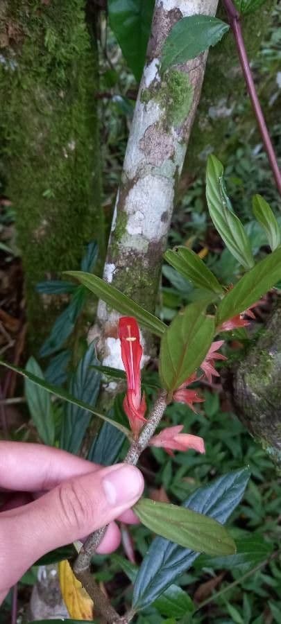 Columnea 3