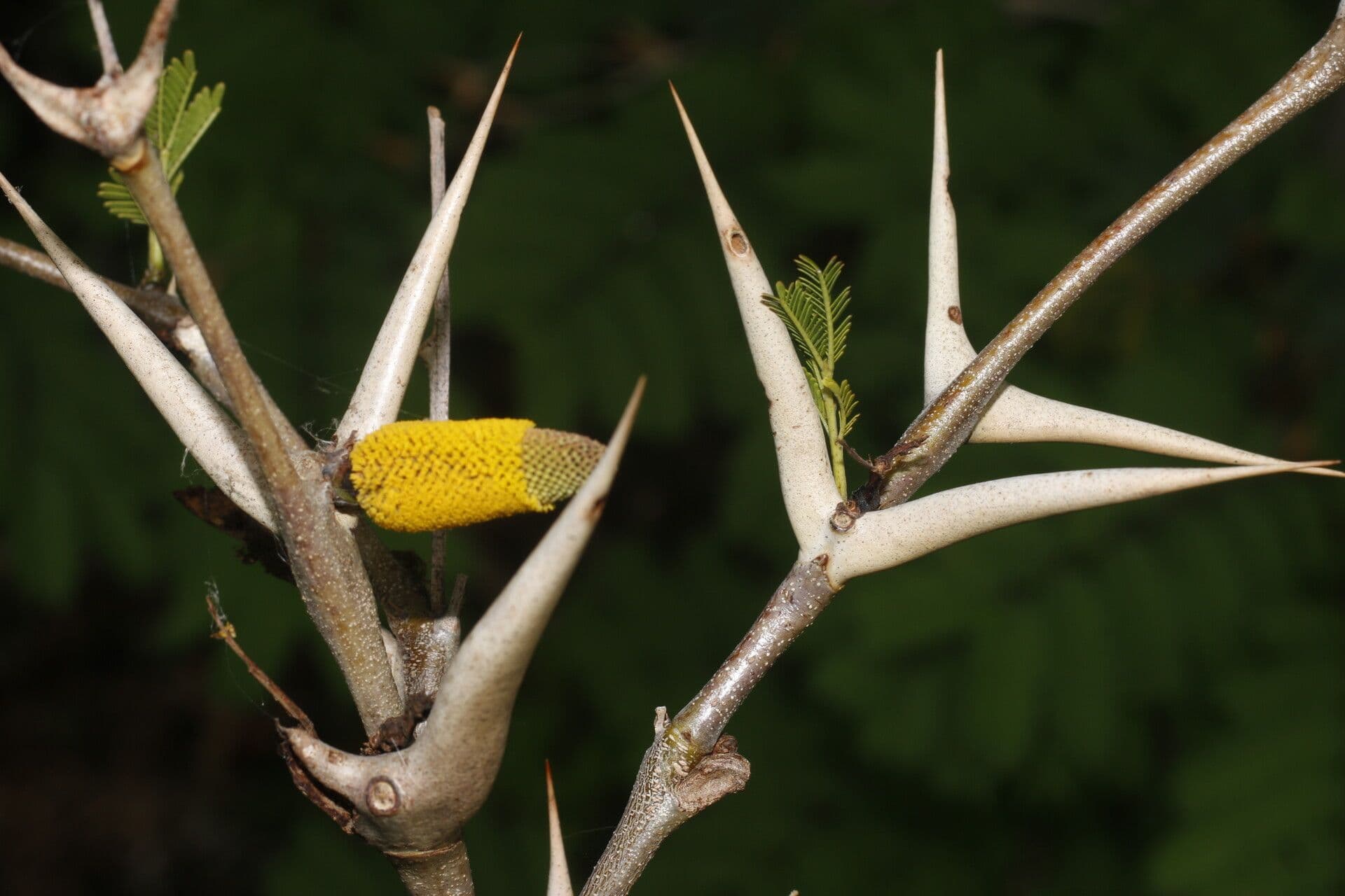 Acacia cornuta 4