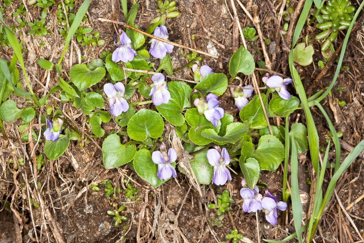 Viola dei colli 12