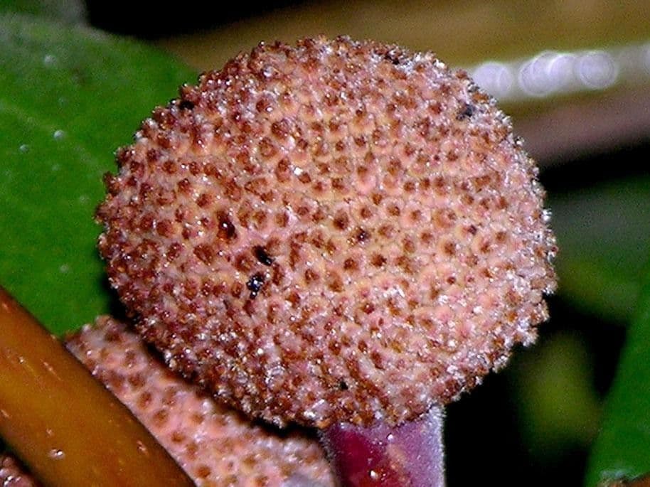Coussapoa 3