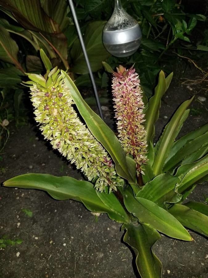 Eucomis 6