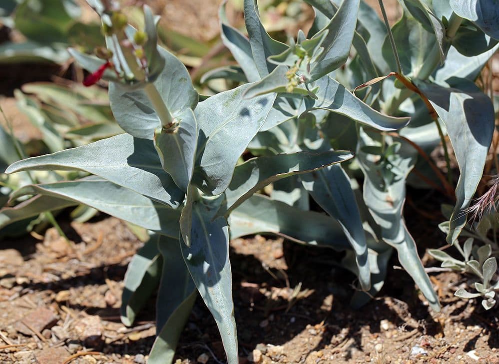 Penstemon centranthifolius 6