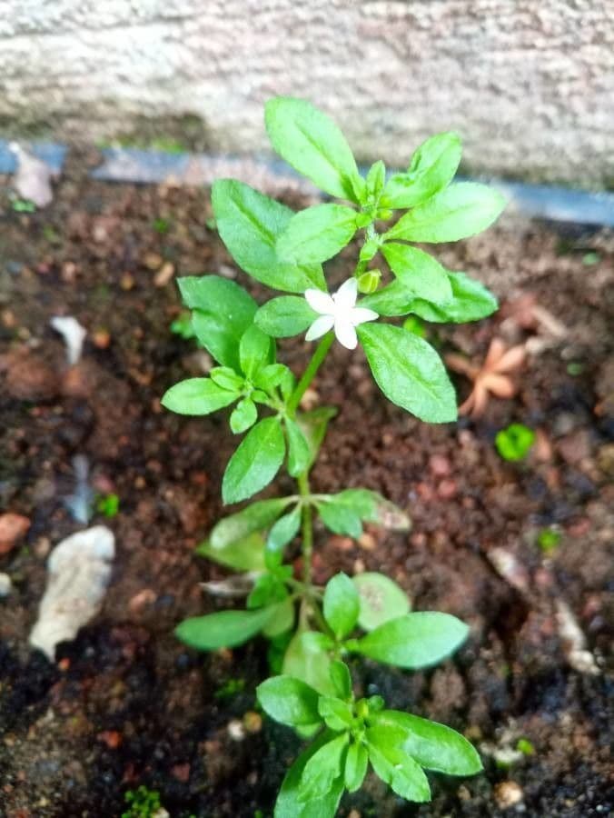 Glinus oppositifolius 3