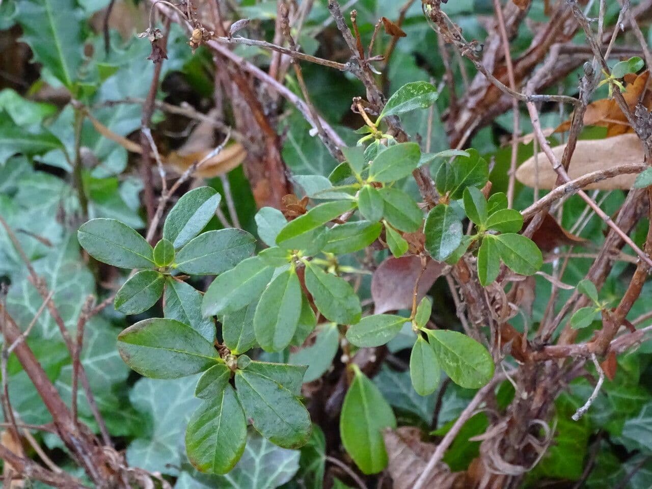 Rododendro de flor corta 10