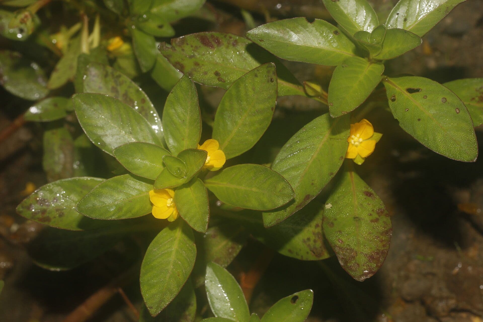 Ludwigia 5