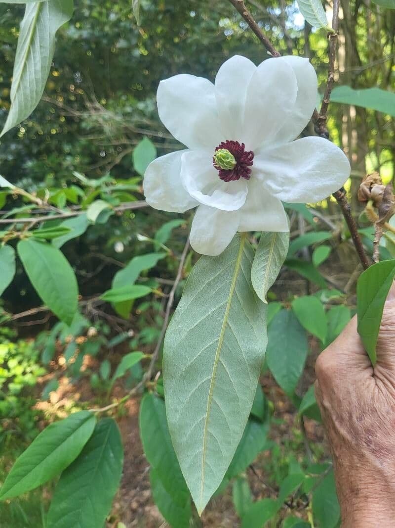 Magnolia 8